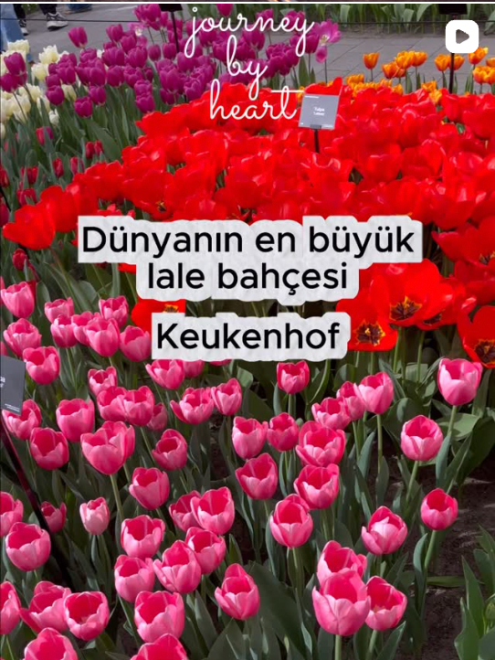 Keukenhof